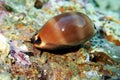 Mediterranean Sea Snail shell mollusk - Luria lurida