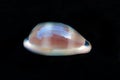 Mediterranean Sea Snail shell mollusk - Luria lurida