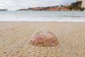 The Mediterranean sea threw the tide on the shore of the jellyfish. Royalty Free Stock Photo