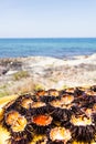 Mediterranean sea urchins