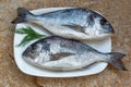 Mediterranean seafood. Two fresh raw fishes of sea bream. Flat lay