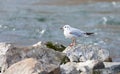 A mediterranean seagull standing on big rocks in the background water in the blur, close-up, day Royalty Free Stock Photo