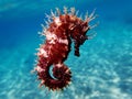 Mediterranean Seahorse - Hippocampus guttulatus