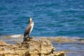 Mediterranean Shag - Phalacrocorax Aristotelis - Sitting On A Rock During a Sunny Spring Day Royalty Free Stock Photo