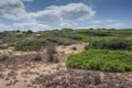 Mediterranean shrublands next to Cala Pregonda