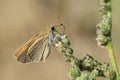 Mediterranean skipper