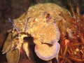 Mediterranean slipper lobster Royalty Free Stock Photo