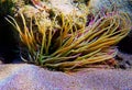 Mediterranean snakelocks sea anemone - Anemonia sulcata Royalty Free Stock Photo