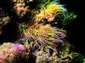 Mediterranean snakelocks sea anemone - Anemonia sulcata Royalty Free Stock Photo