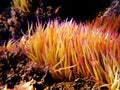 Mediterranean snakelocks sea anemone - Anemonia sulcata Royalty Free Stock Photo