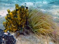 Mediterranean snakelocks sea anemone on the bottomo of the sea