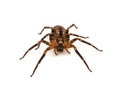 Mediterranean spiny false wolf spider isolated on white background, Zoropsis spinimana Royalty Free Stock Photo