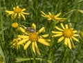 Mediterranean Spotted Chafer beetle on flowers