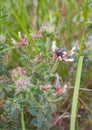 Mediterranean Spotted Chafer beetle on flowers