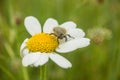 A Mediterranean Spotted Chafer on Camomilla Royalty Free Stock Photo