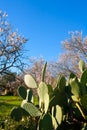 Mediterranean spring in Javea Denia with flower almonds