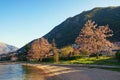 Mediterranean spring. View of flowering Paulownia trees on coast of Kotor Bay, Montenegro