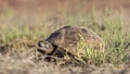 Mediterranean Spur thighed Tortoise Crawling