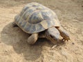 mediterranean spur thighed tortoise crawling on the ground, close`up