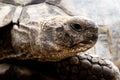 Head Shot of Mediterranean Spur Thighed Tortoise