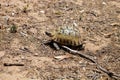Mediterranean spur-thighed tortoise, Testudo graeca, in northern Morocco Royalty Free Stock Photo