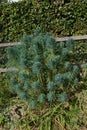 France Giverny Mediterranean Spurge in Monet gardens 847402