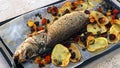 Mediterranean style cooking, oven baked whole atlantic sea bass fish on a dish Royalty Free Stock Photo