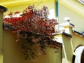 Mediterranean style decorative red leafed bush on top of yellow stucco fence wall. Royalty Free Stock Photo