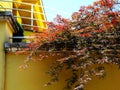 Mediterranean style decorative red leafed bush on top of yellow stucco fence wall. Royalty Free Stock Photo