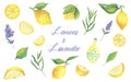 Mediterranean style watercolor set. Lemons and lavender cliparts.