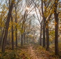 Mediterranean sun autumnal forest