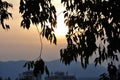 Leaves silhouette on summer sunset. Glorious Mediterranean sunset framed by hanging leaves from a beach tree