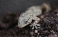 Mediterranean Tarentola mauritanica lizard detail