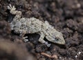 Mediterranean Tarentola mauritanica lizard detail