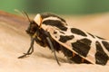 Mediterranean Tiger Moth