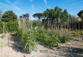 Mediterranean tipycal vegetable food cherry tomatoes market garden plantation