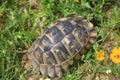 Mediterranean tortoise shell