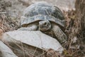 Mediterranean tortoise, Testudo graeca nikolskii, in natural habitat