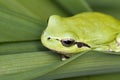 Mediterranean tree frog Royalty Free Stock Photo