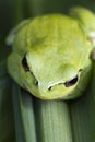 Mediterranean tree frog Royalty Free Stock Photo