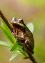 mediterranean tree frog, hyla meridionalis Royalty Free Stock Photo