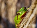 mediterranean tree frog, hyla meridionalis Royalty Free Stock Photo