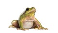 Mediterranean tree frog, Hyla meridionalis Royalty Free Stock Photo