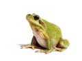 Mediterranean tree frog, Hyla meridionalis Royalty Free Stock Photo