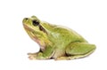 Mediterranean tree frog, Hyla meridionalis Royalty Free Stock Photo