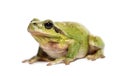 Mediterranean tree frog, Hyla meridionalis Royalty Free Stock Photo