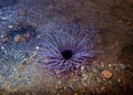 Mediterranean Tube Anemone - Cerianthus membranaceus