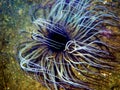 Mediterranean Tube Anemone - Cerianthus membranaceus