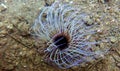 Mediterranean Tube Anemone - Cerianthus membranaceus