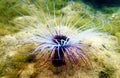 Mediterranean Tube Anemone - Cerianthus membranaceus